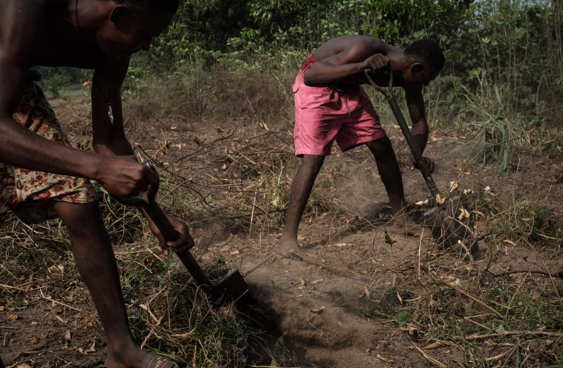 Workers clear land for cassava planting near the village of K-Dere near Bodo, part of the Niger Delta region in Nigeria.