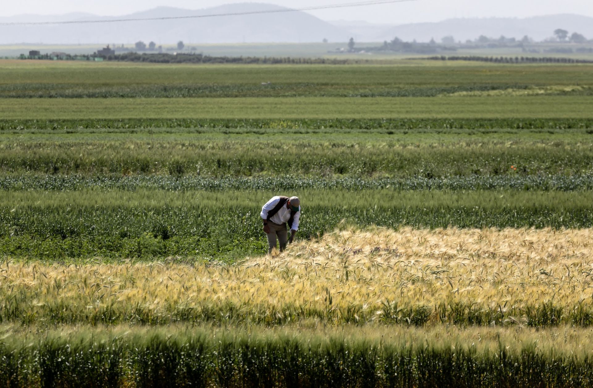 A researcher from the International Center for Agricultural Research in Dry Areas (ICARDA) examines crops in a cultivated field in Morocco on April 18, 2024.