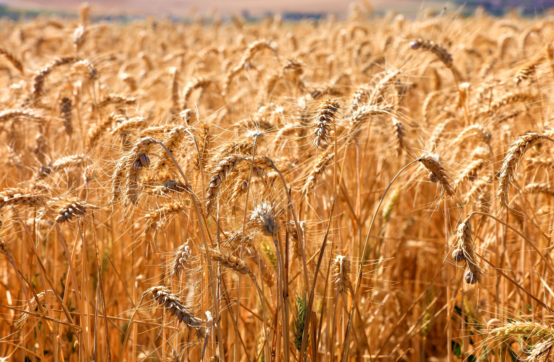 Sunflower and wheat fields in Canakkale, Turkey, on June 25, 2024.