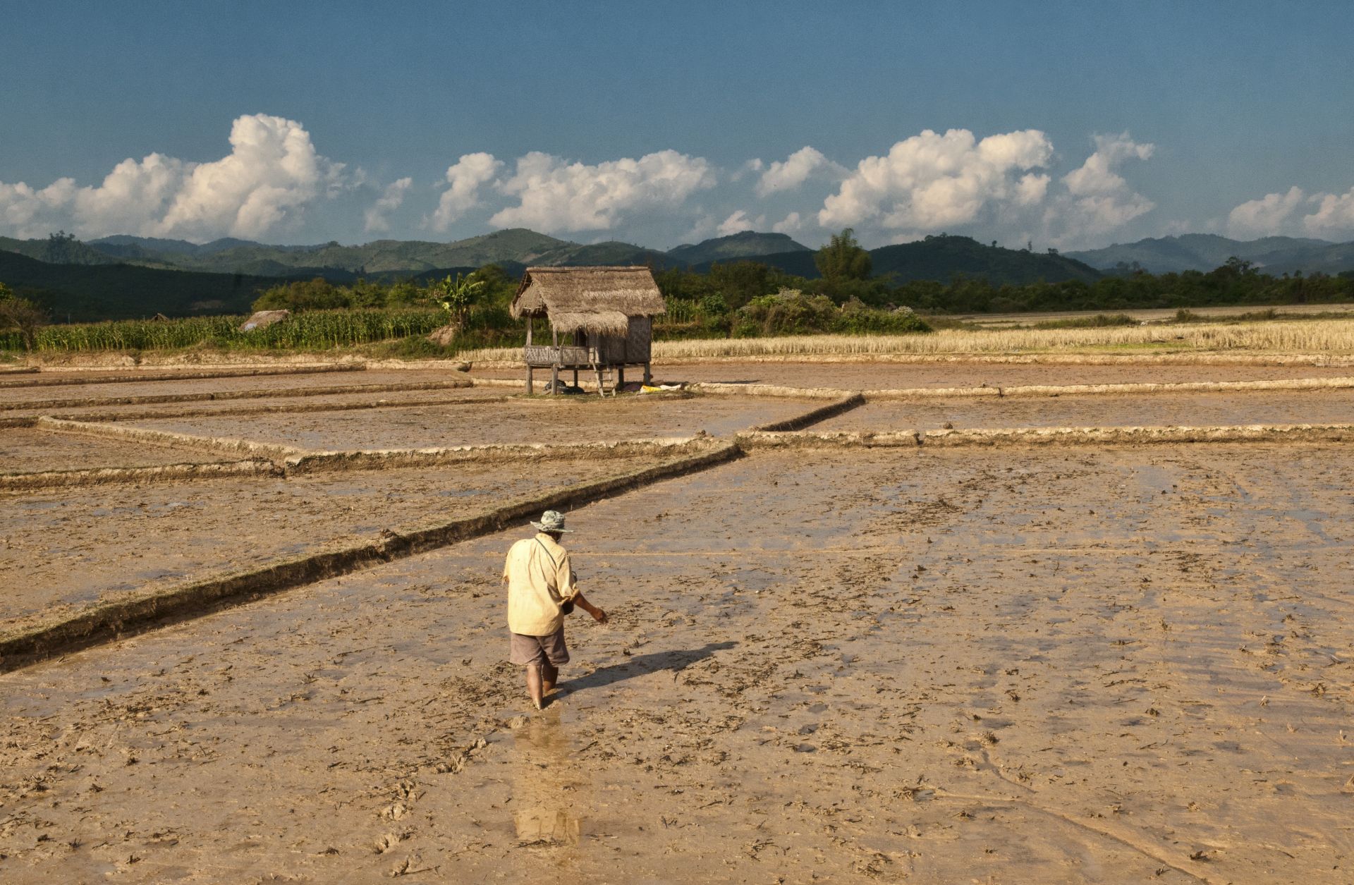 A famer plants his rice paddy in Laos.