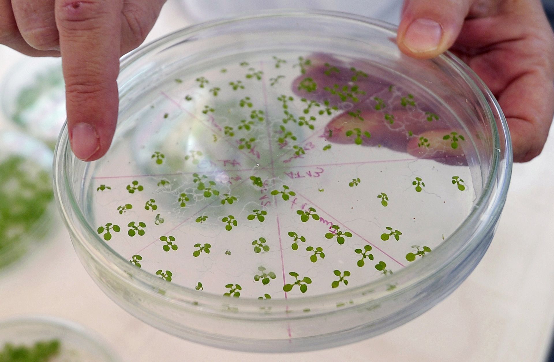 Genetically modified plants are shown in an Argentinian biotechnology lab northwest of Buenos Aires.