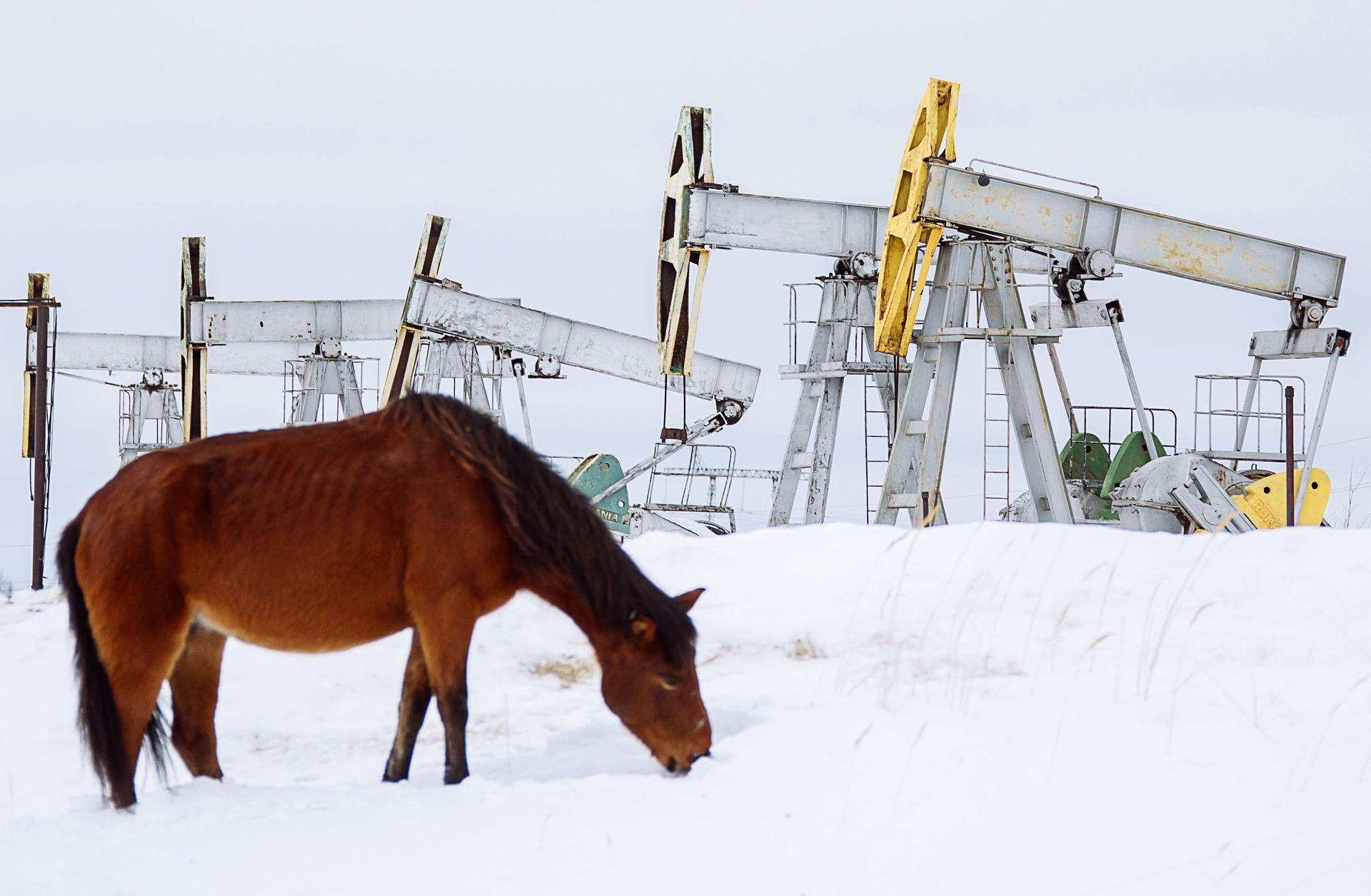 A horse grazes near oil pumpjacks outside the Russian city of Surgut on March 10, 2020. A horse grazes near oil pumpjacks outside the Russian city of Surgut on March 10, 2020.