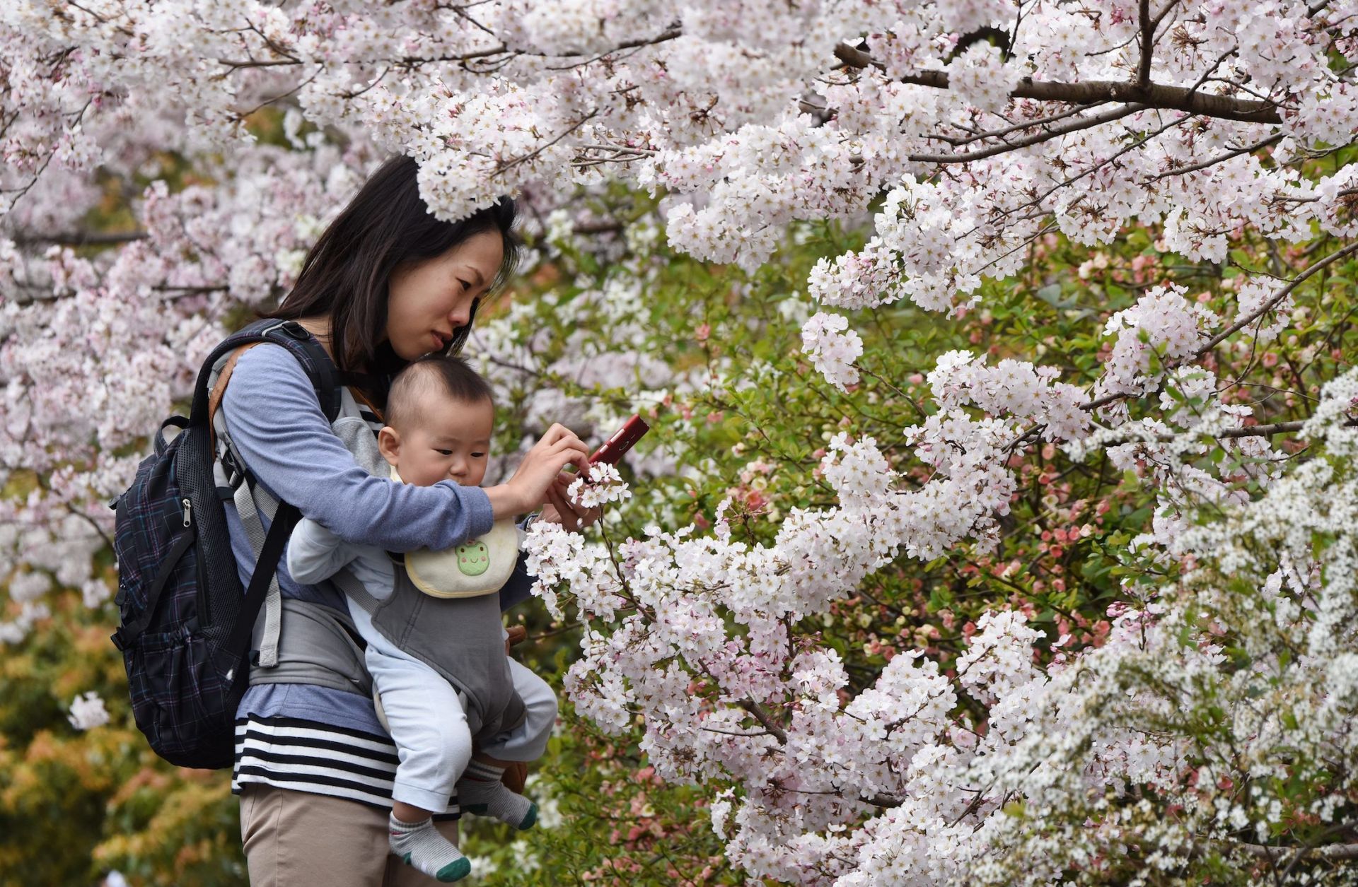 A mother takes photos with her baby under cherry blossoms in full bloom in Tokyo, Japan, on March 29, 2015. A mother takes photos with her baby under cherry blossoms in full bloom in Tokyo, Japan, on March 29, 2015.