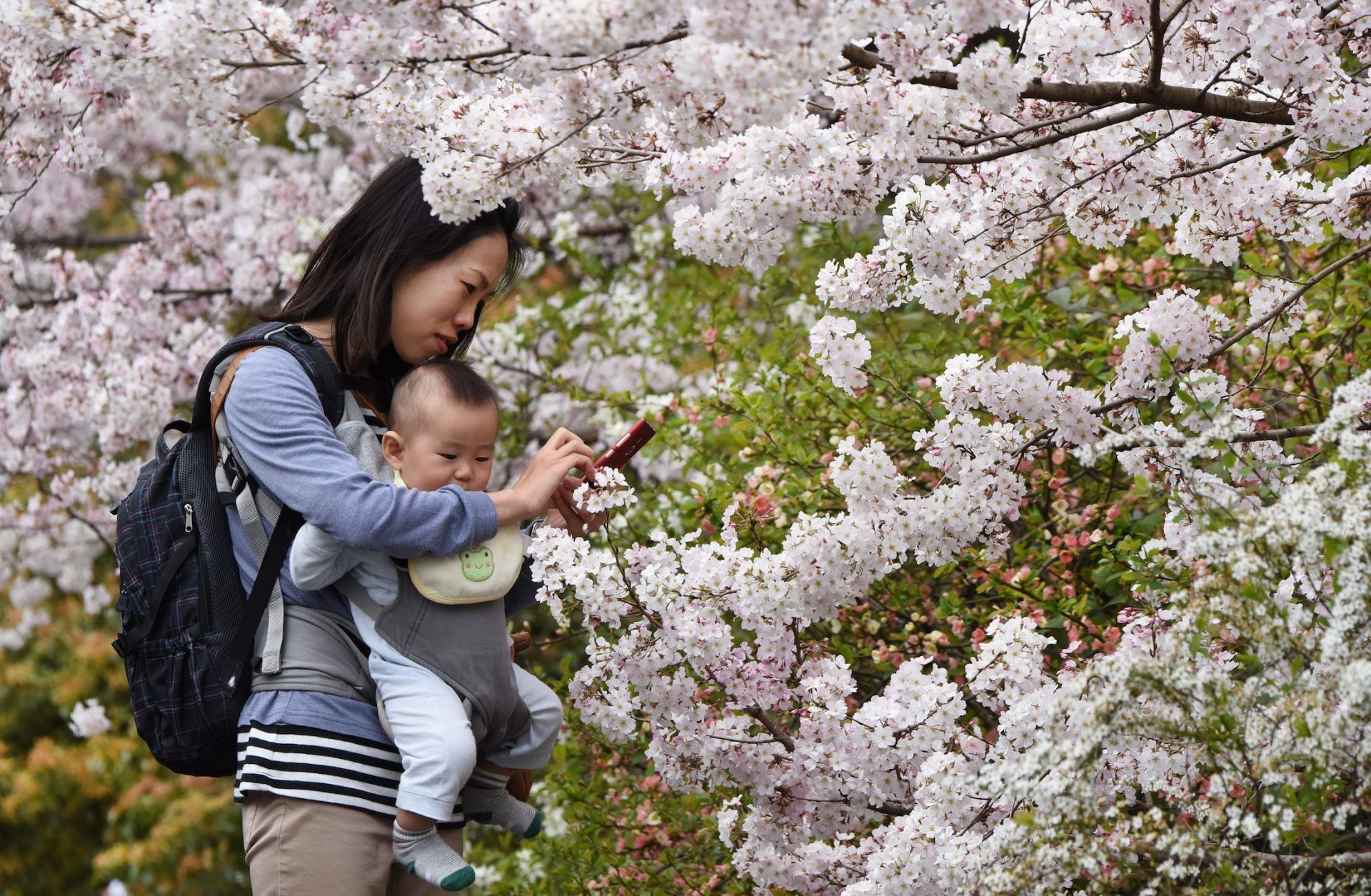 A mother takes photos with her baby under cherry blossoms in full bloom in Tokyo, Japan, on March 29, 2015.