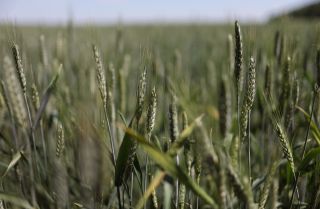 Wheat grows in a farm field about 25 kilometers (15.5 miles) from the front line of battle between Russian and Ukrainian troops near Sloviansk, Ukraine.
