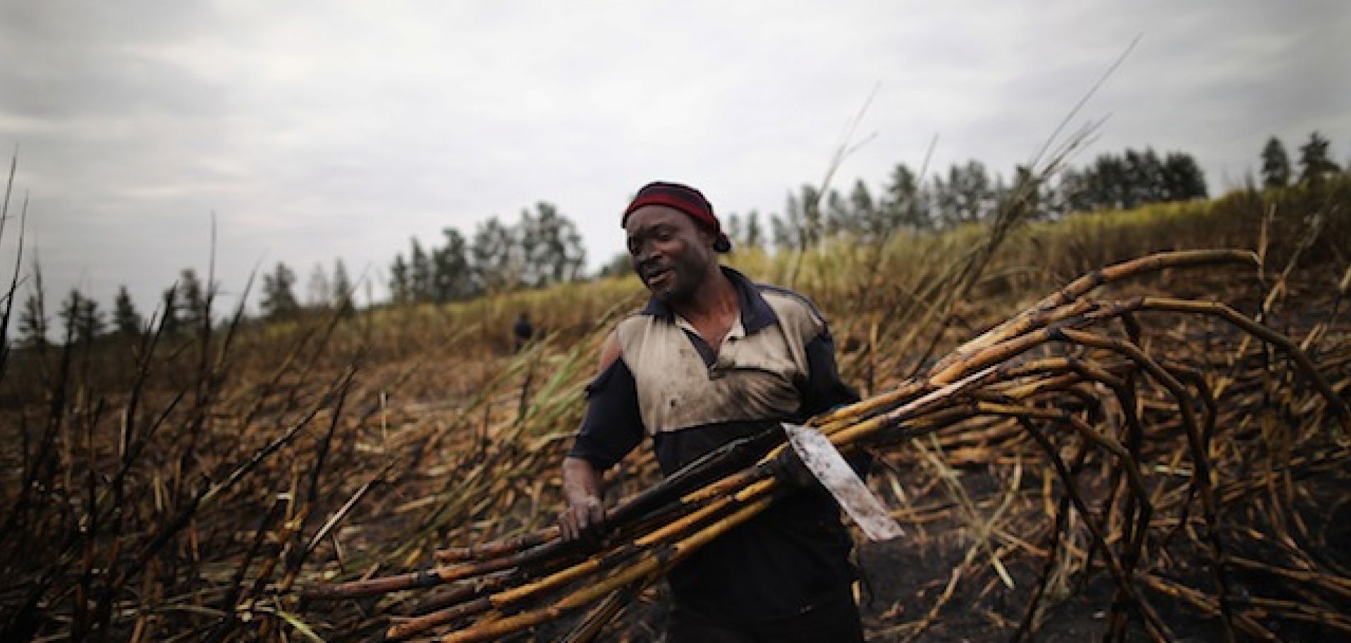 A man cuts sugarcane on a farm near the Kruger National Park in Komatipoort, South Africa.