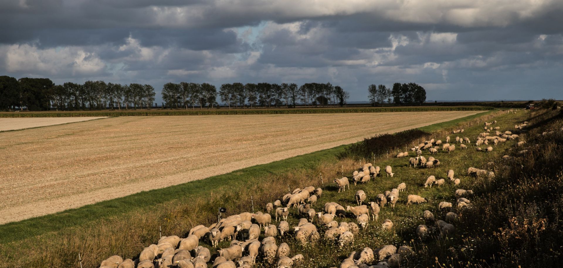 Sheep graze in a field near the Mont-Saint-Michel in Normandy, northwestern France, on September 1, 2019.