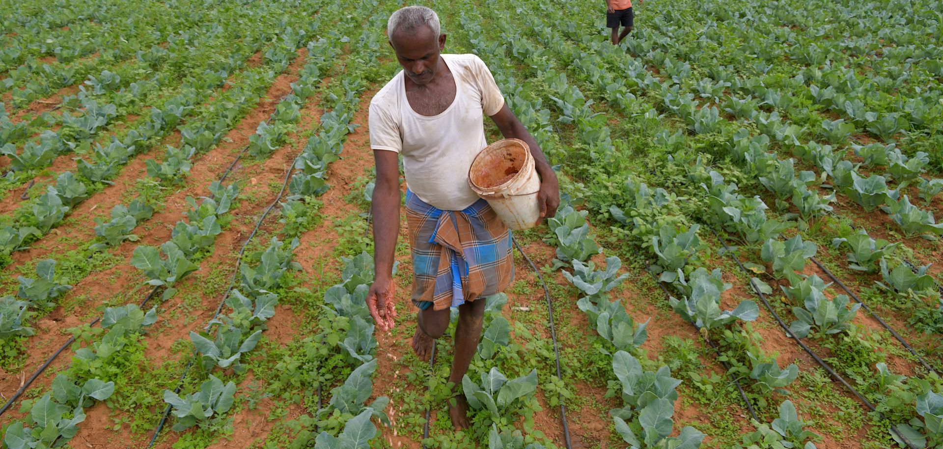 A farmer sprinkles fertilizer over a crop of cauliflower on the outskirts of Bangalore, India, in November 2020.