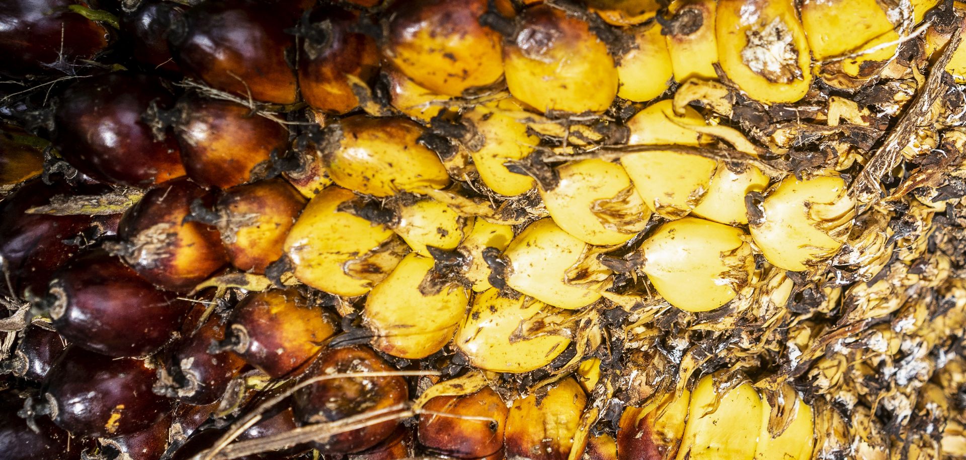 This photo shows palm oil fruit after harvest.