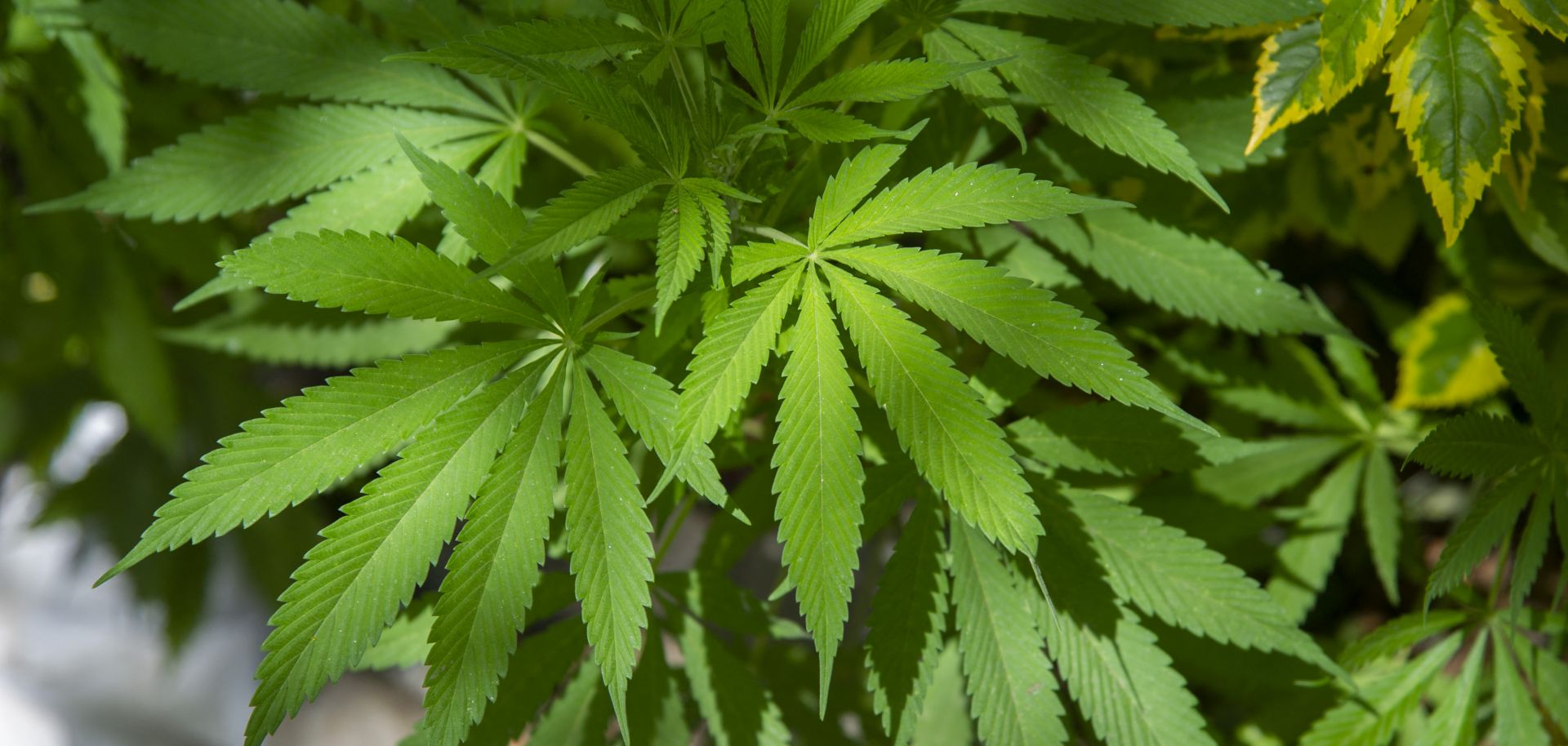 View of a cannabis plant planted by the Mexican Cannabis Movement on March 10, 2021, in front of the Mexican Senate in Mexico City.