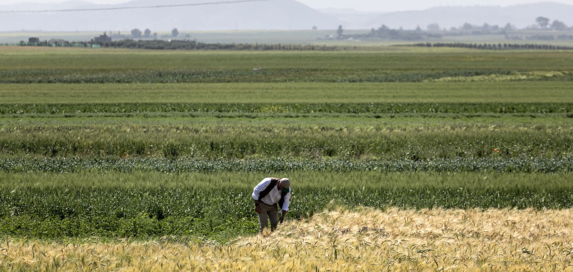 A researcher from the International Center for Agricultural Research in Dry Areas (ICARDA) examines crops in a cultivated field in Morocco on April 18, 2024.