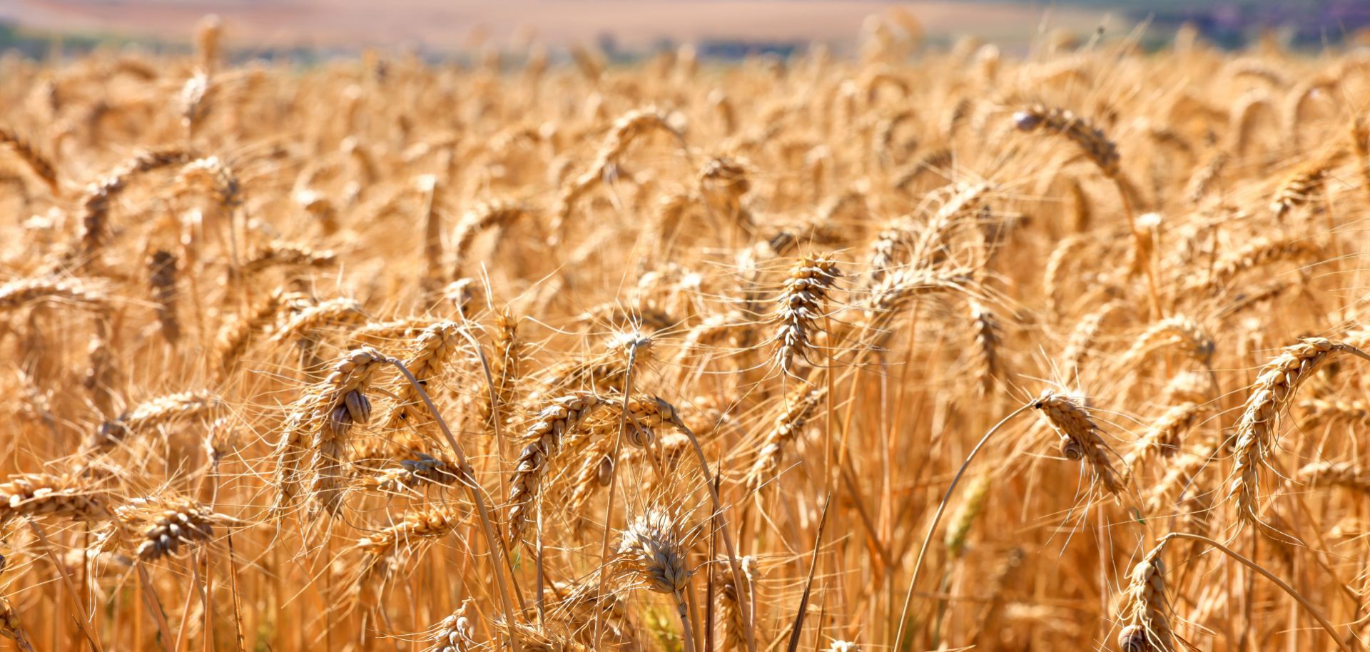 Sunflower and wheat fields in Canakkale, Turkey, on June 25, 2024.