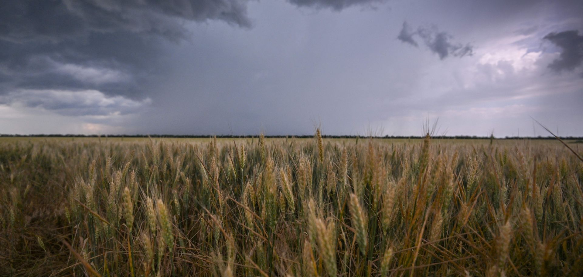 A wheatfield June 14, 2022, outside Melitopol, Ukraine.