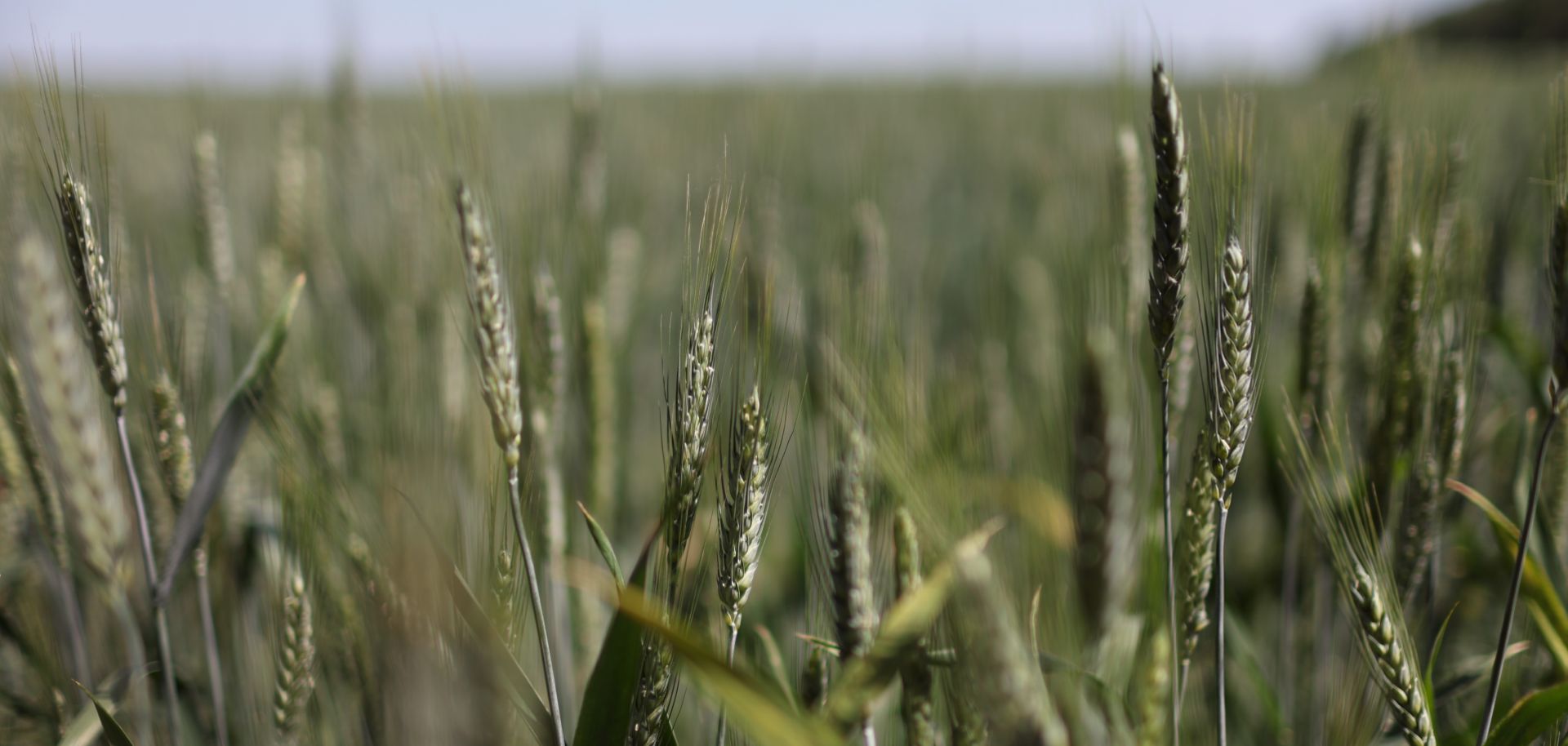 Wheat grows in a farm field about 25 kilometers (15.5 miles) from the front line of battle between Russian and Ukrainian troops near Sloviansk, Ukraine.