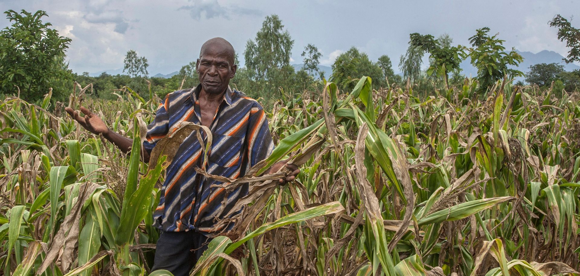 Joseph Kamanga, a farmer in Malawi, surveys the damage that drought has inflicted on his corn crops. 