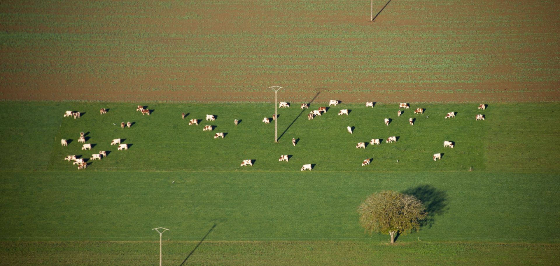 Some of the Common Agricultural Policy's advocates have been complaining that it may be too cumbersome to administer.