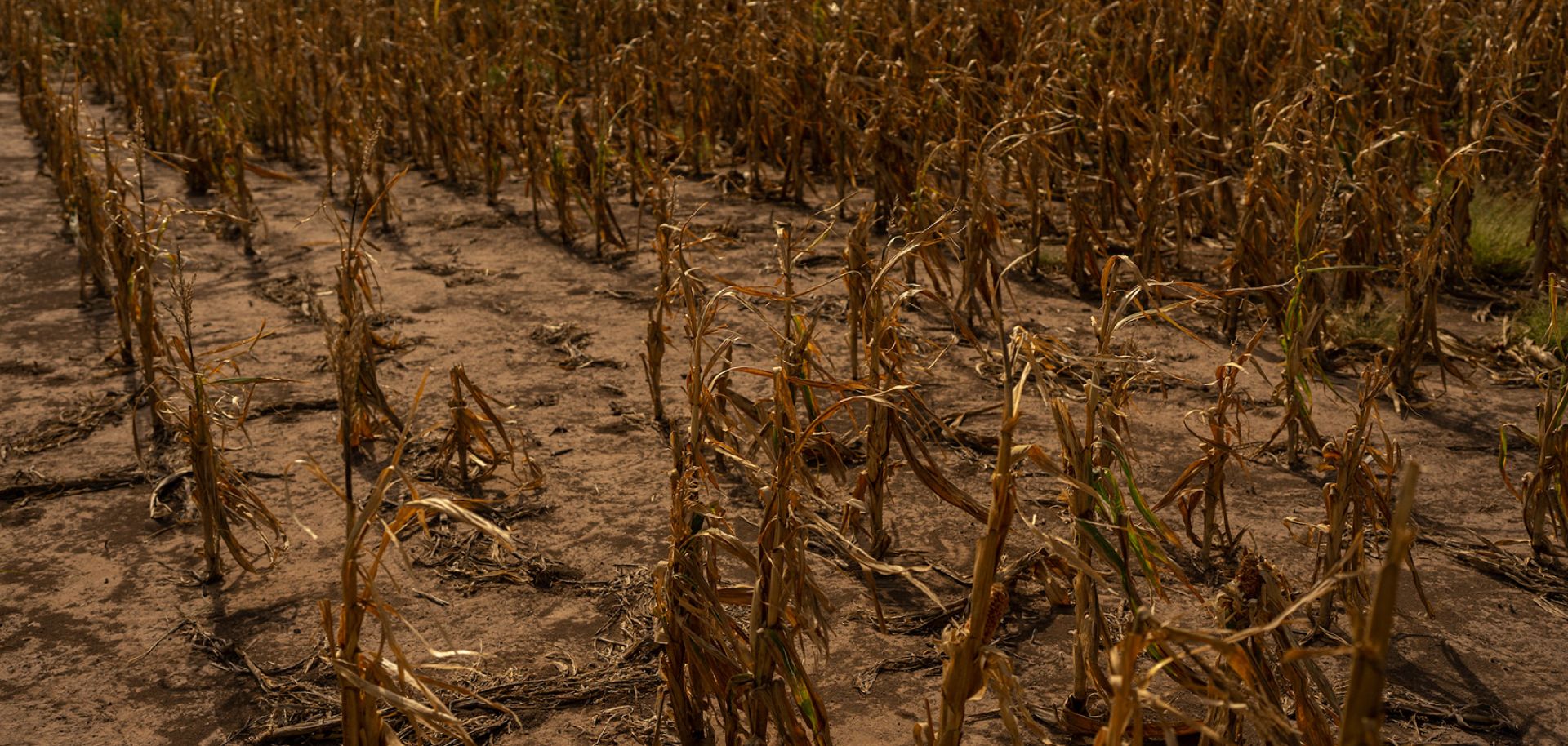 Drought-stressed plants in Argentina