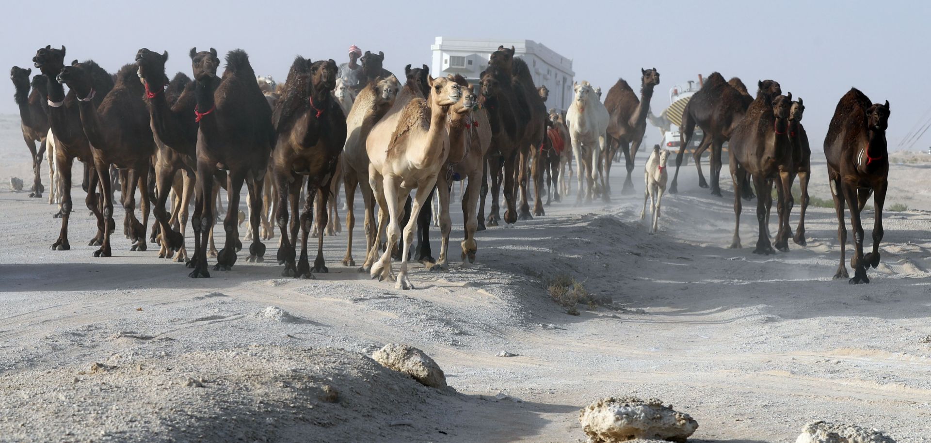 Qatari herdsmen drive their camels along Qatar's border with Saudi Arabia.