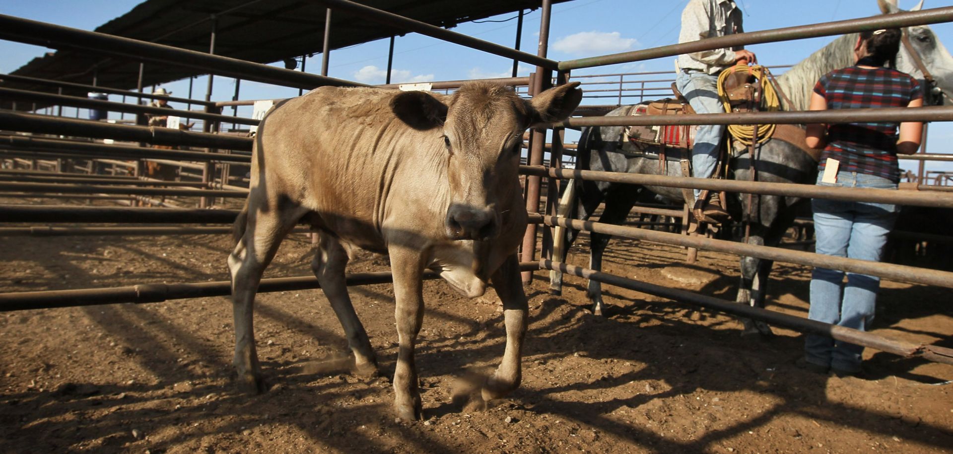 A cow for sale at the Abilene Livestock Auction in Texas.