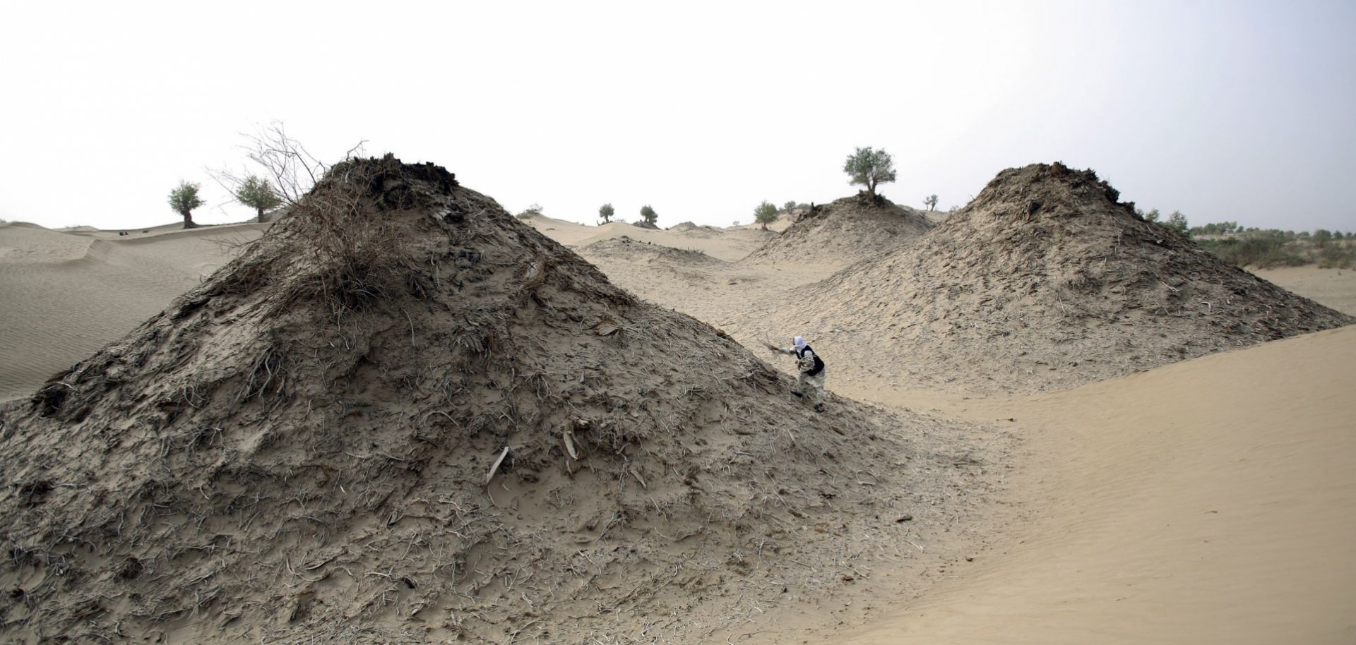 A Keriyan senior citizen picks Euphrates poplar tree branches in China's Xinjiang Uighur Autonomous Region.