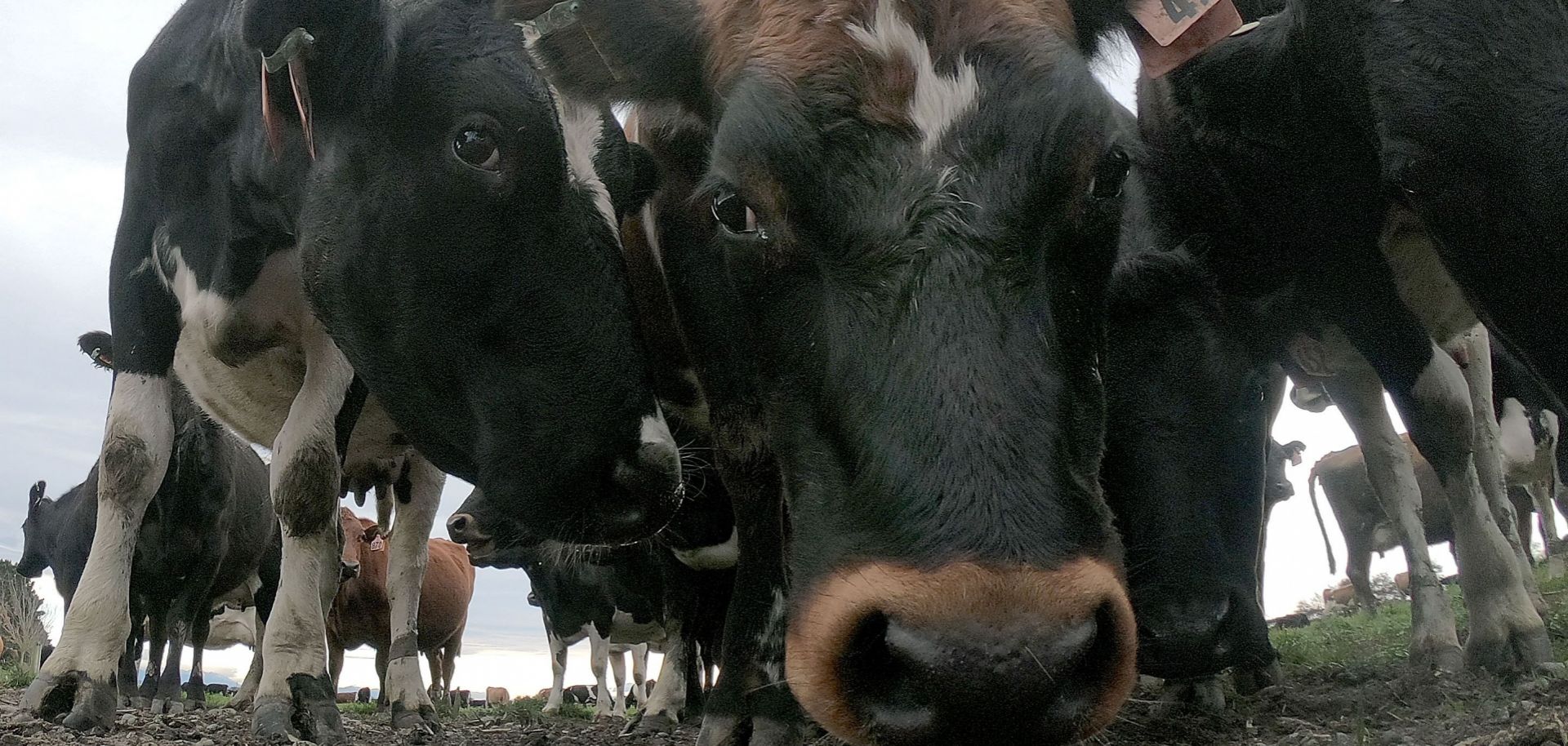 This photo shows cattle on a farm in Ashburton, New Zealand