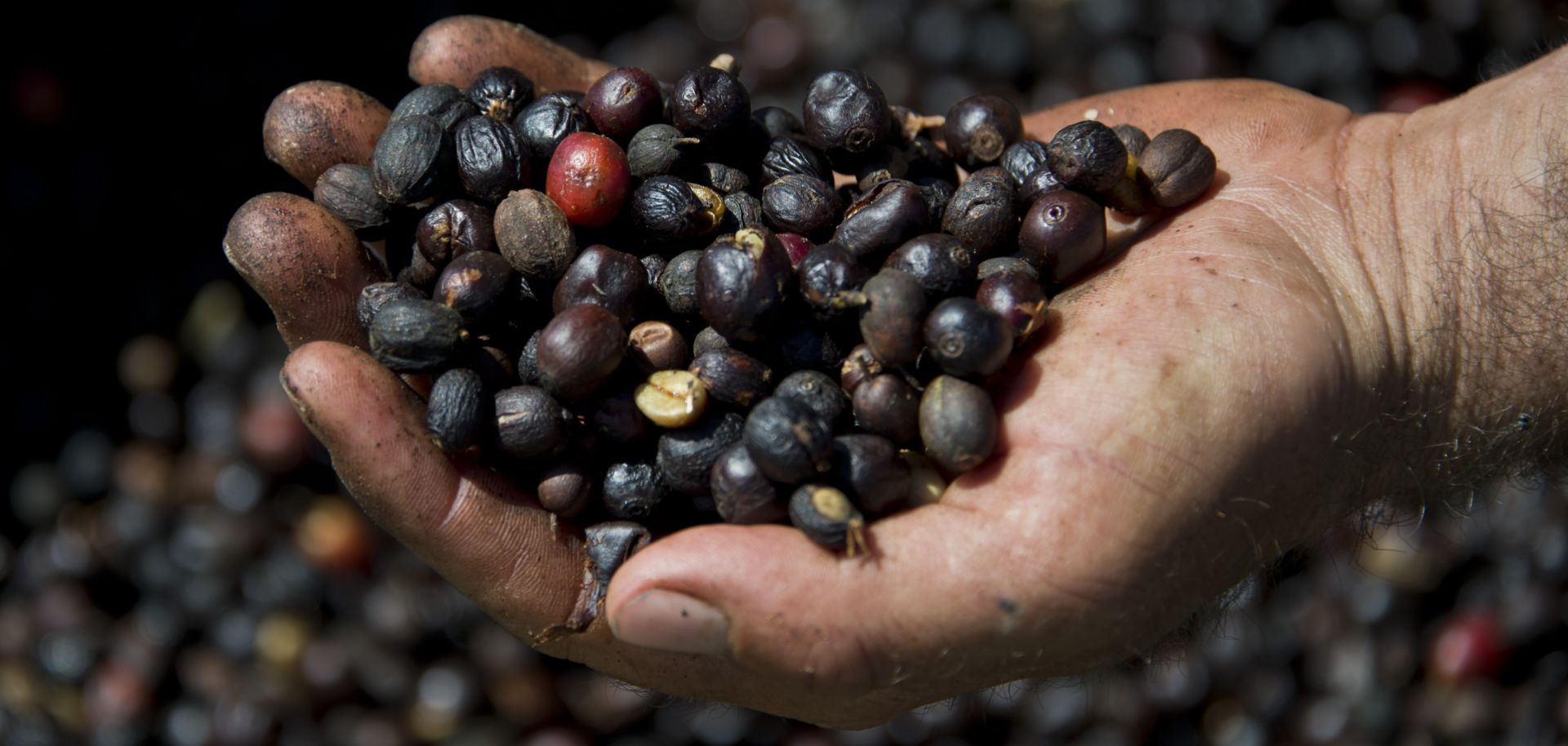 A worker holds organic coffee beans produced at the Fortaleza Environmental Farm in Mococa, about 300 kilometers northeast of Sao Paulo, in 2015. 