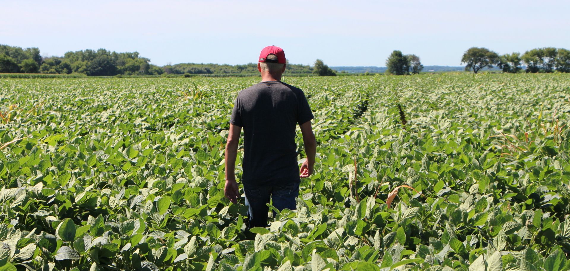 A farmer walks through his soy fields in Harvard, Illinois, on July 6, 2018, the same day that China hit the U.S. soybean market with retaliatory tariffs.