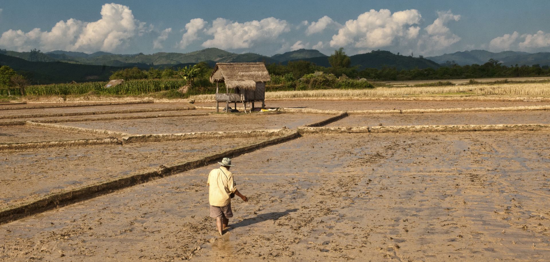 A famer plants his rice paddy in Laos.