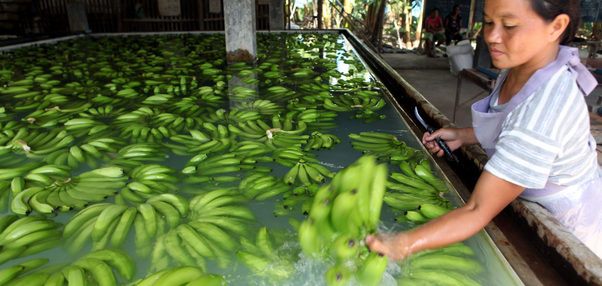 A Filipino worker processes bananas at a banana processing facility.