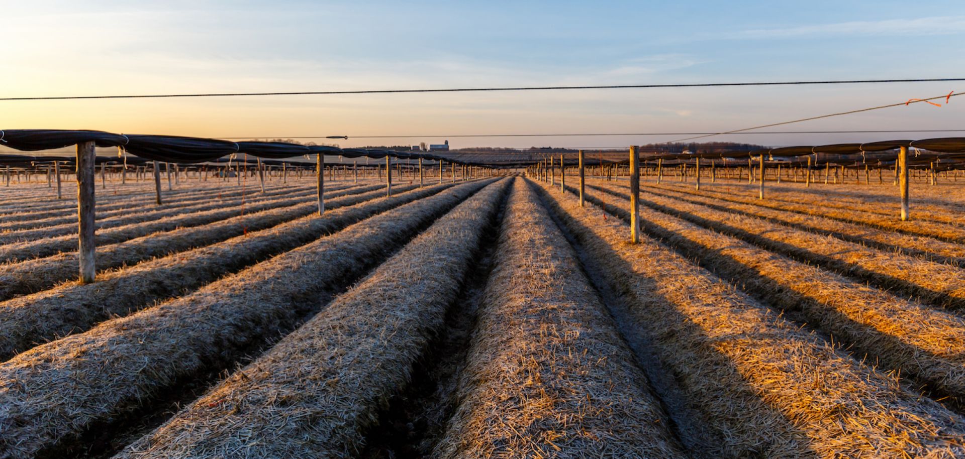 This photograph shows a field of ginseng in Wisconsin.
