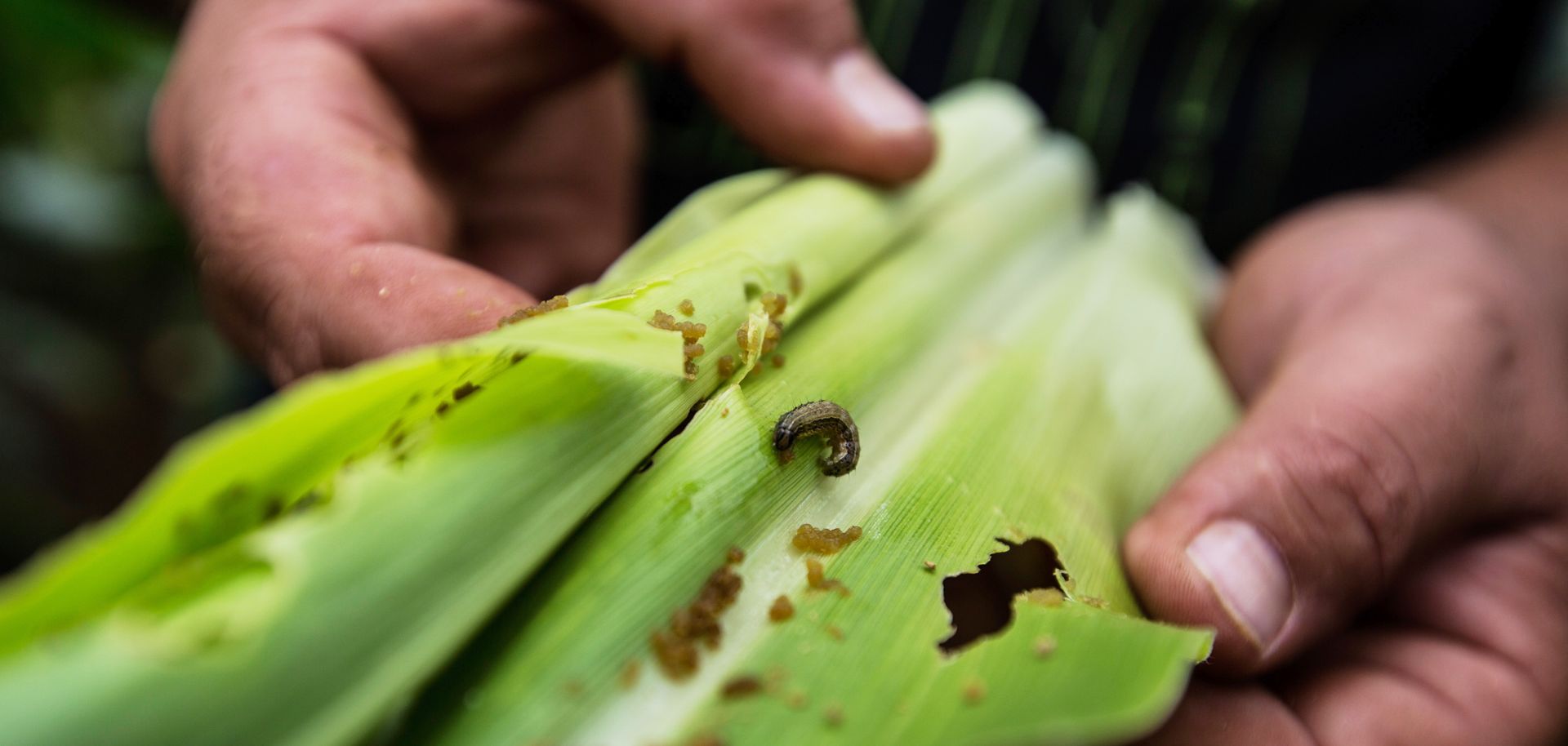 An infestation of fall armyworms, a pest native to the Americas, is damaging crops across southern Africa, especially corn, threatening the livelihoods of the region's subsistence farmers.