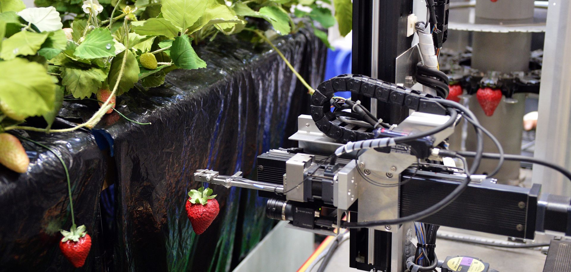 Japan's Utsunomiya University displays a strawberry-harvesting robot at the annual International Robot Exhibition in Tokyo in 2013. Robotics will become more important in the U.S. agricultural sector as labor costs rise and technological advancements become more affordable.