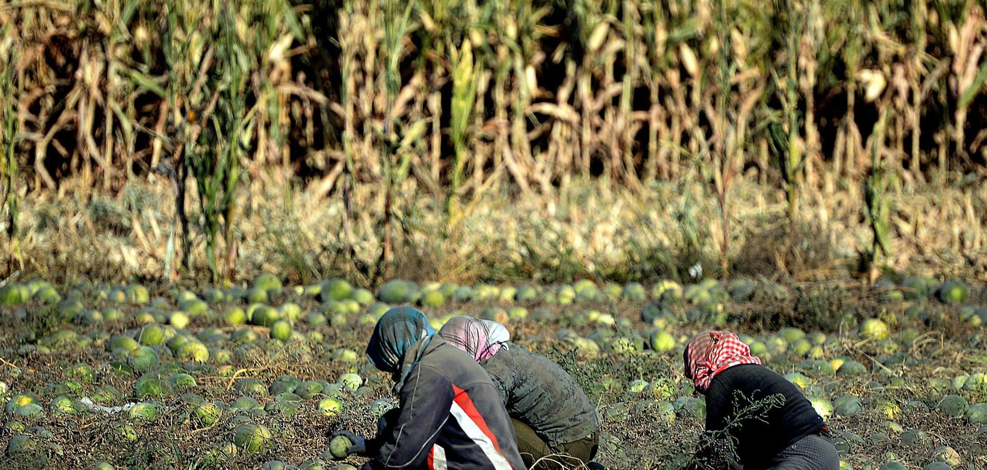 Chinese Farmers' Calls for Change Go Unanswered