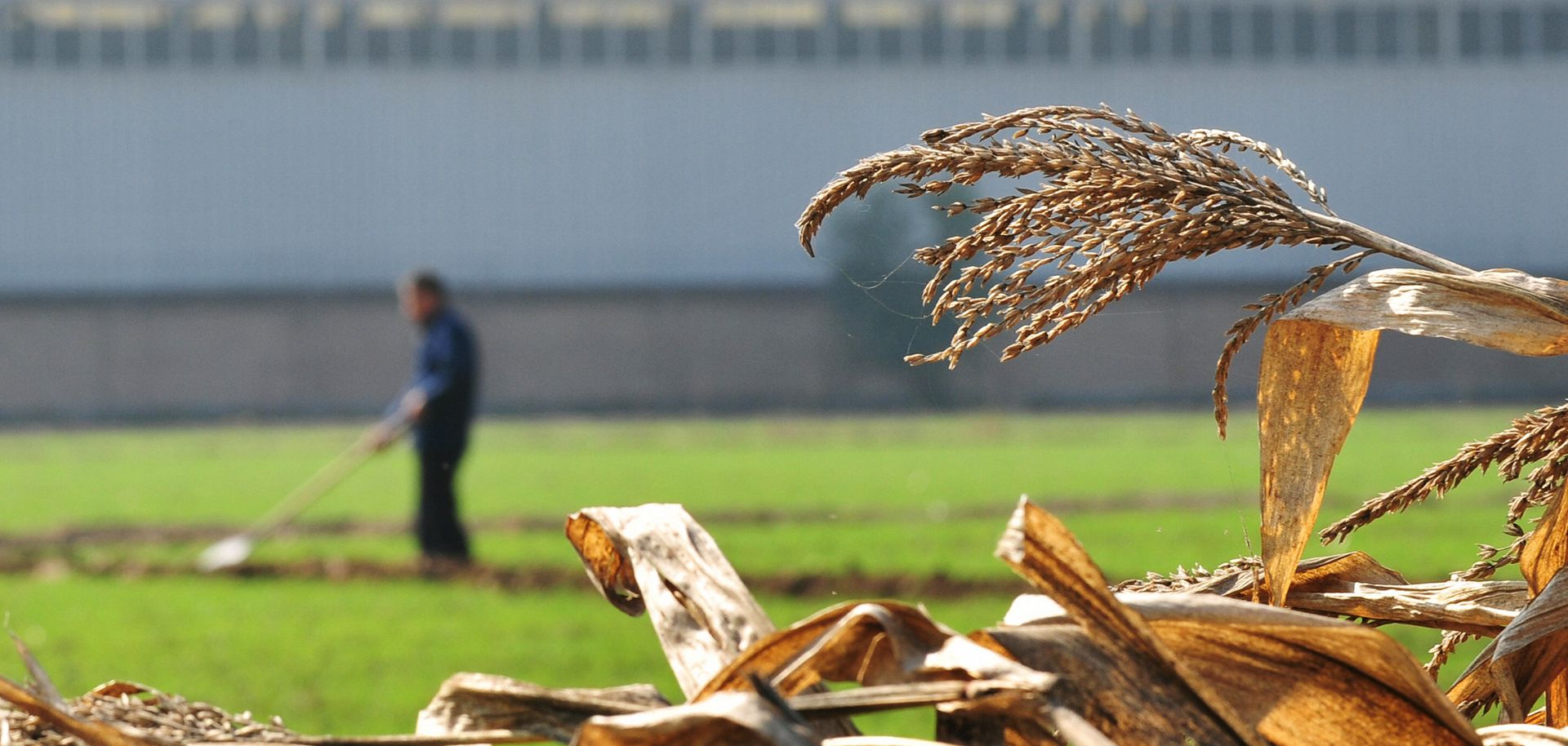 Stalks of harvested corn dry in Tongxian county on the outskirts of Beijing as a farmer works his plot adjacent to a factory.