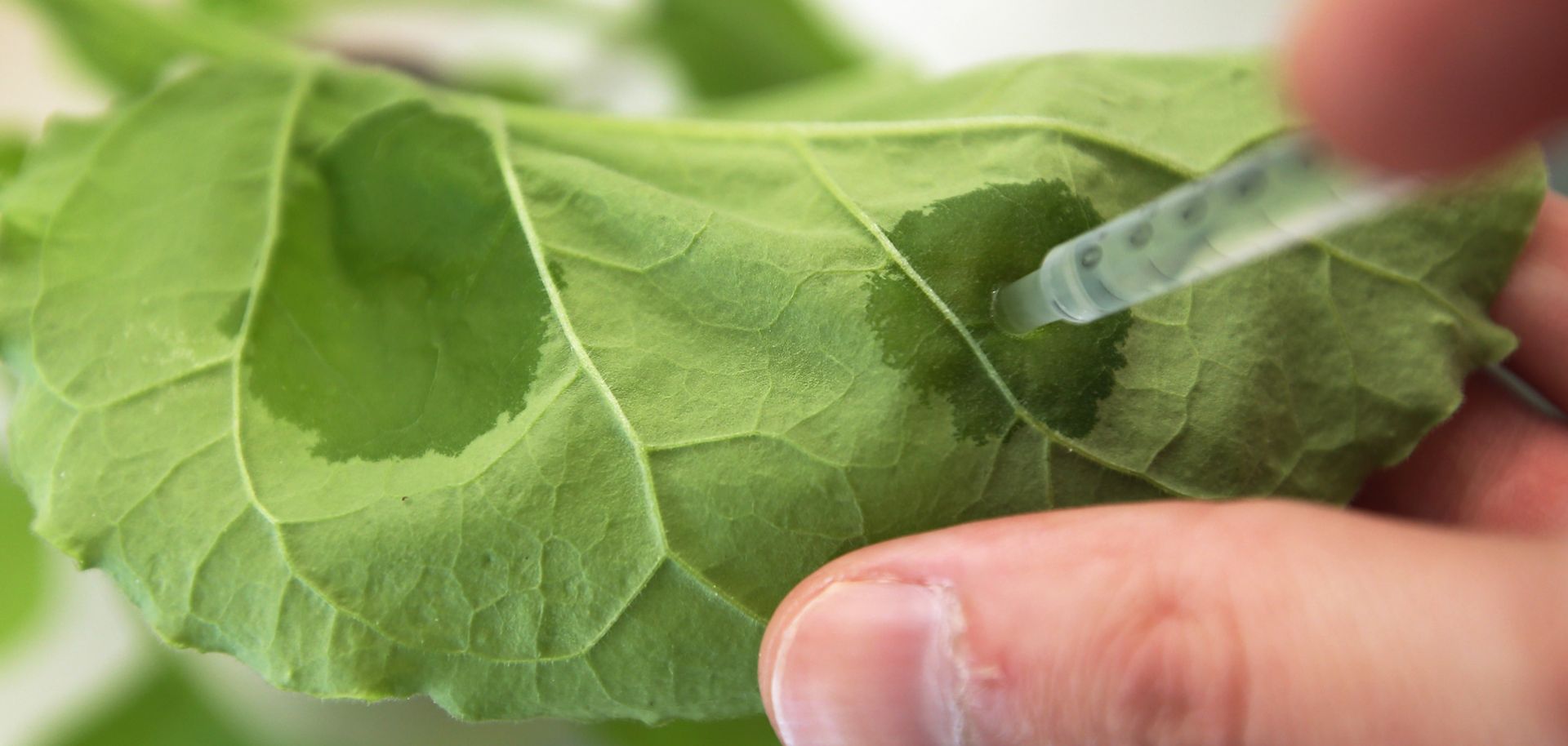 Dr. Frank Thieme, manager of development at Icon Genetics, demonstrates the small-scale introduction of bacteria containing engineered DNA into Nicotiana benthamiana, a close relative of tobacco.