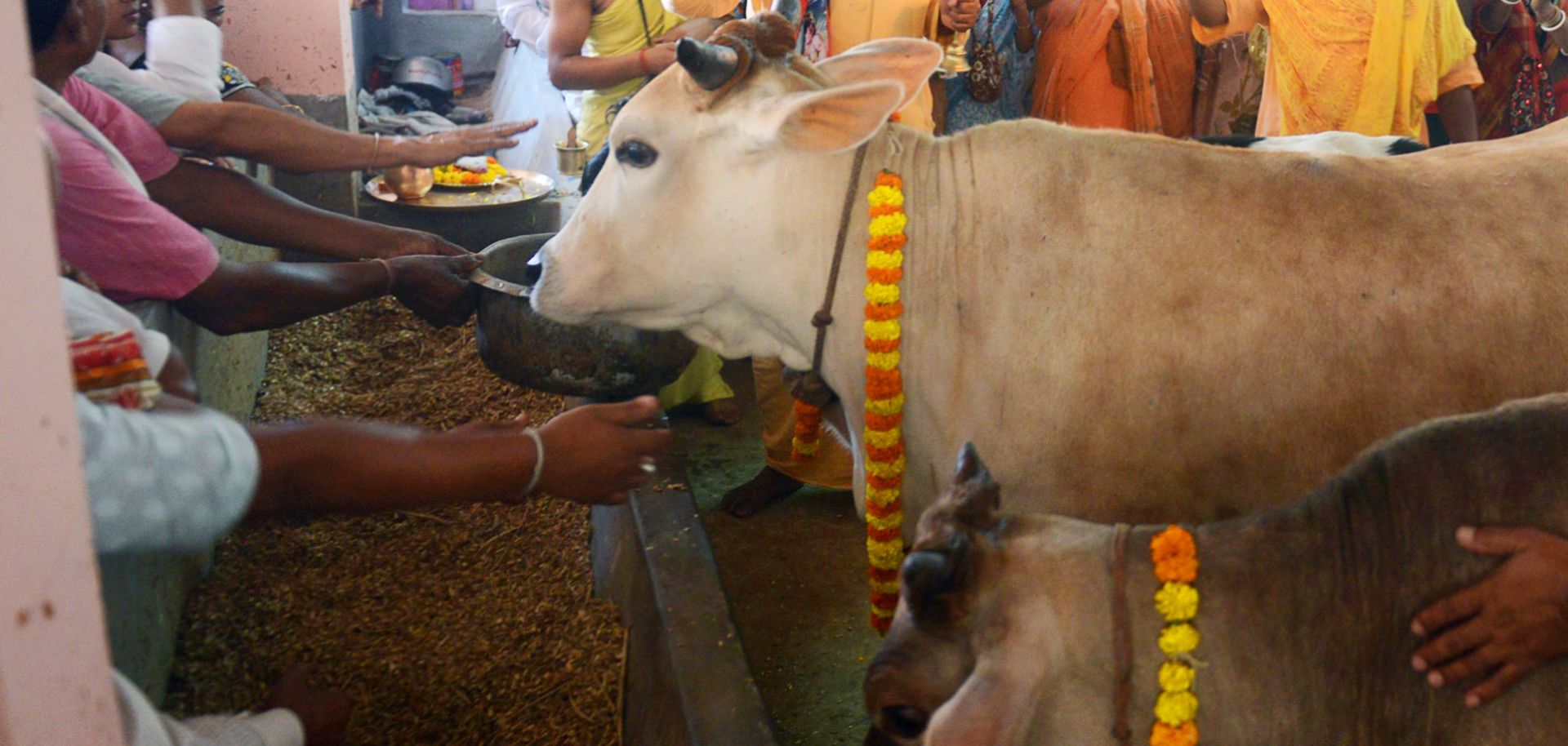 Cows: A Symbol of Divinity and Discord in Modi’s India