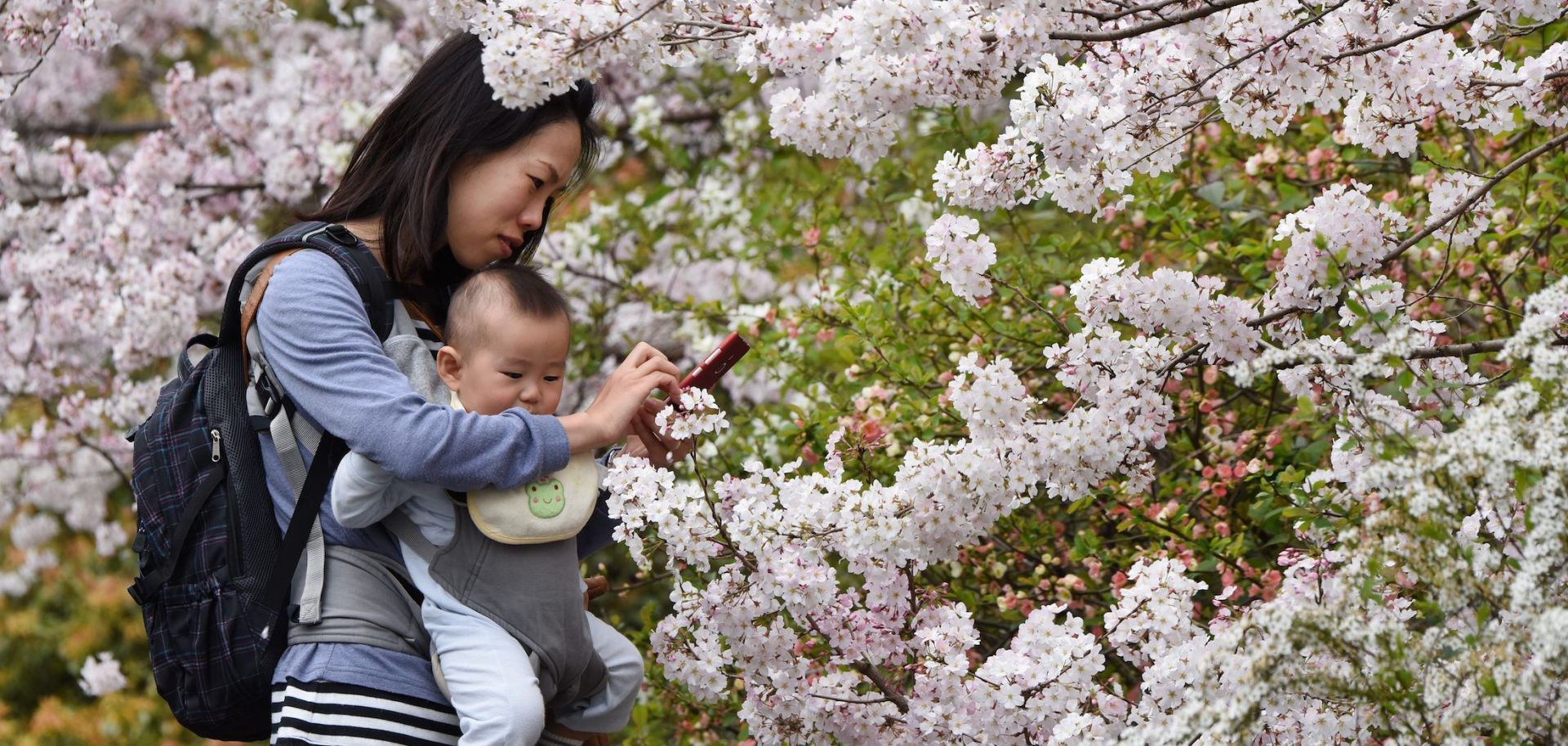 A mother takes photos with her baby under cherry blossoms in full bloom in Tokyo, Japan, on March 29, 2015.