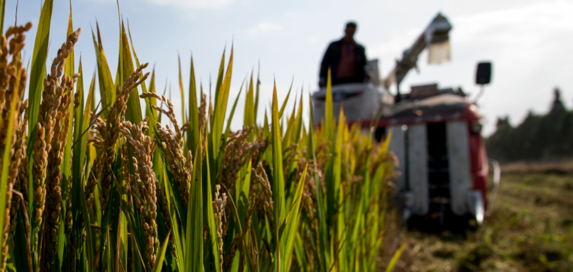 Global rice exports are currently concentrated among a handful of producers.