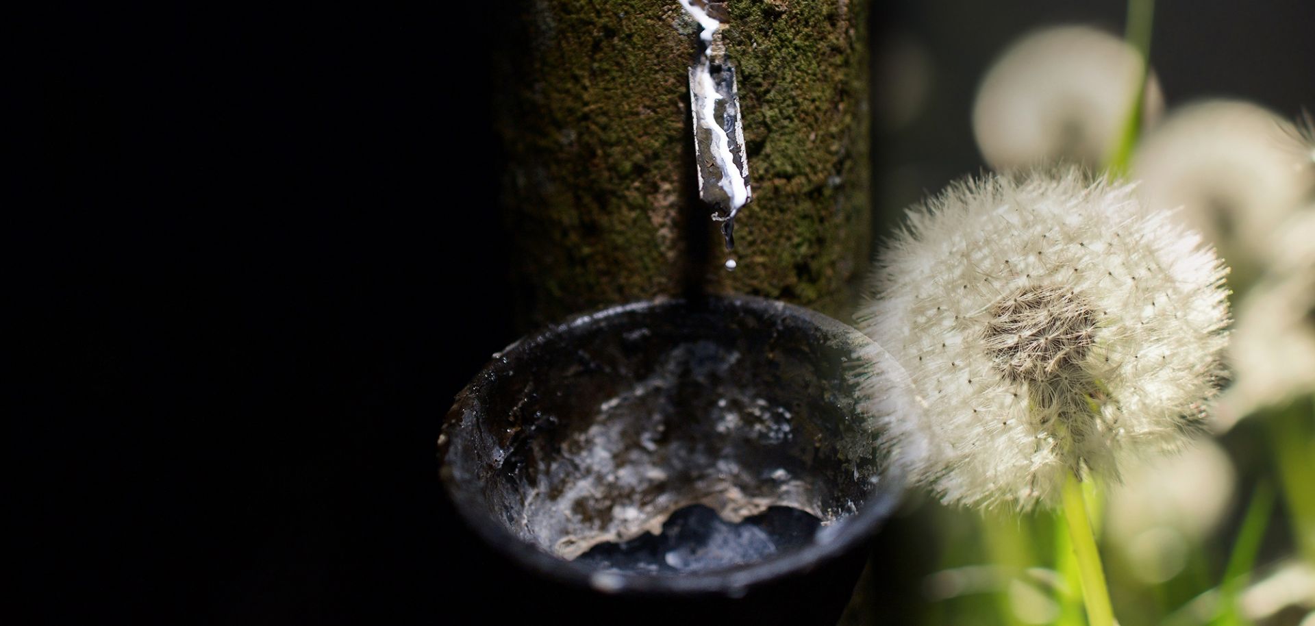 A rubber tapper harvests sap from a rubber tree in Brazil.