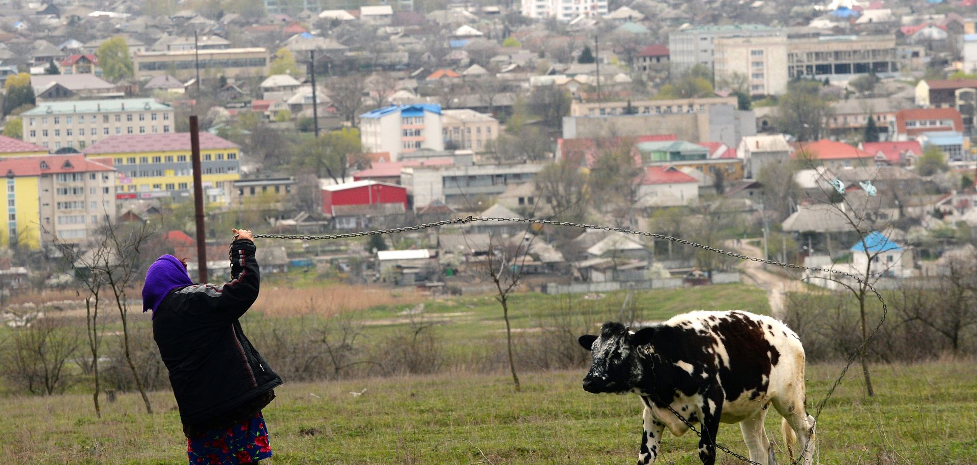 A woman pulls her cow backdropped by a panorama view of Comrat city.