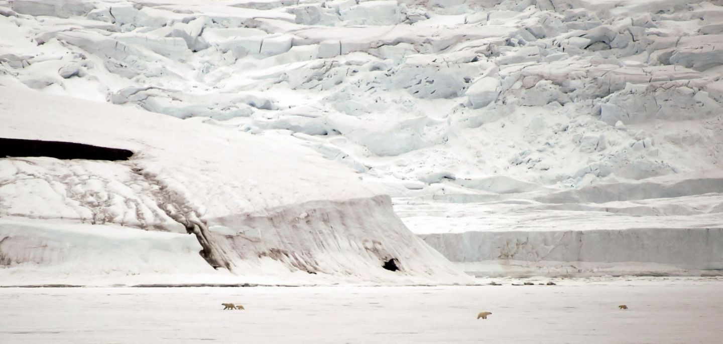 Polar bears in Essen Bay off the coast of Zemlya Georga -- an island in the Franz Josef Land archipelago -- on August 22, 2021.