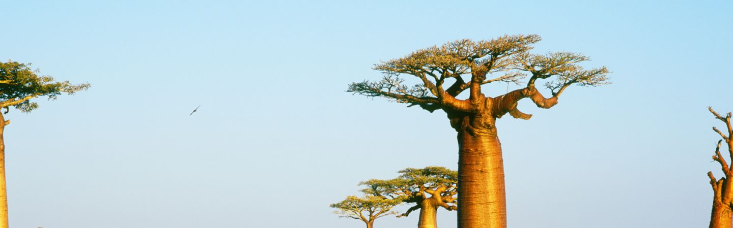 Covering an area that spans the entire width of the continent beginning at the Sahara Desert and ending at the southernmost tip of South Africa, Sub-Saharan Africa is home to countless cultures, languages, religions, plants, animals and natural resources.