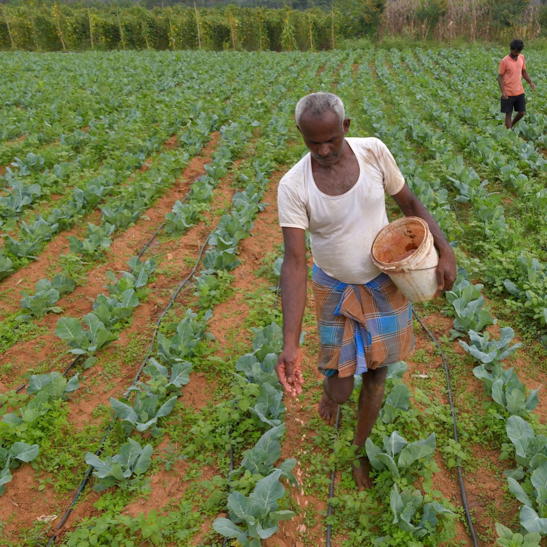 A farmer sprinkles fertilizer over a crop of cauliflower on the outskirts of Bangalore, India, in November 2020.