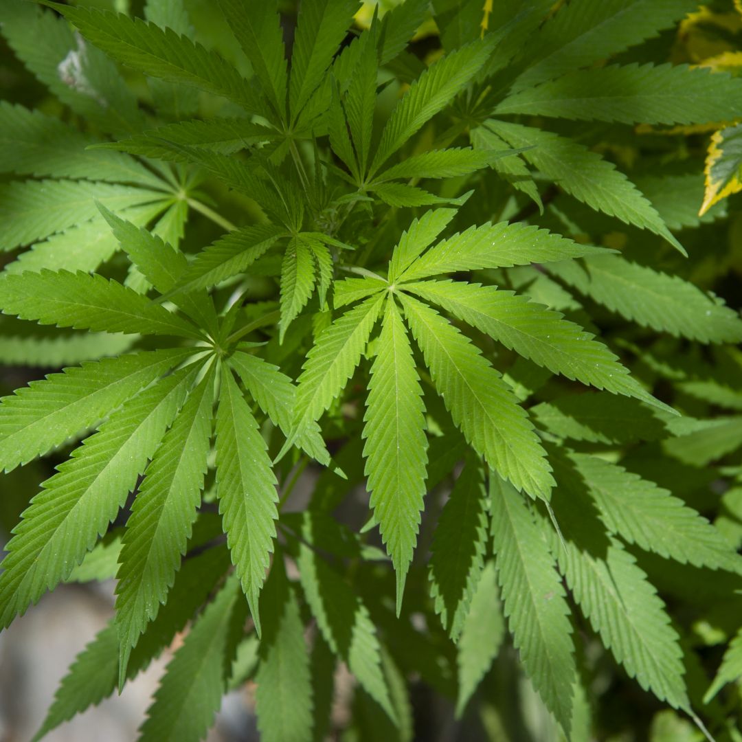 View of a cannabis plant planted by the Mexican Cannabis Movement on March 10, 2021, in front of the Mexican Senate in Mexico City.