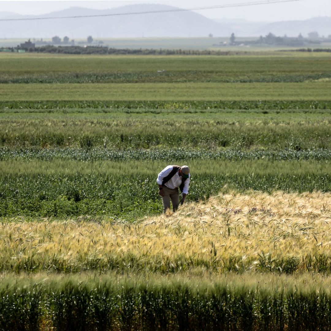 A researcher from the International Center for Agricultural Research in Dry Areas (ICARDA) examines crops in a cultivated field in Morocco on April 18, 2024. A researcher from the International Center for Agricultural Research in Dry Areas (ICARDA) examines crops in a cultivated field in Morocco on April 18, 2024.