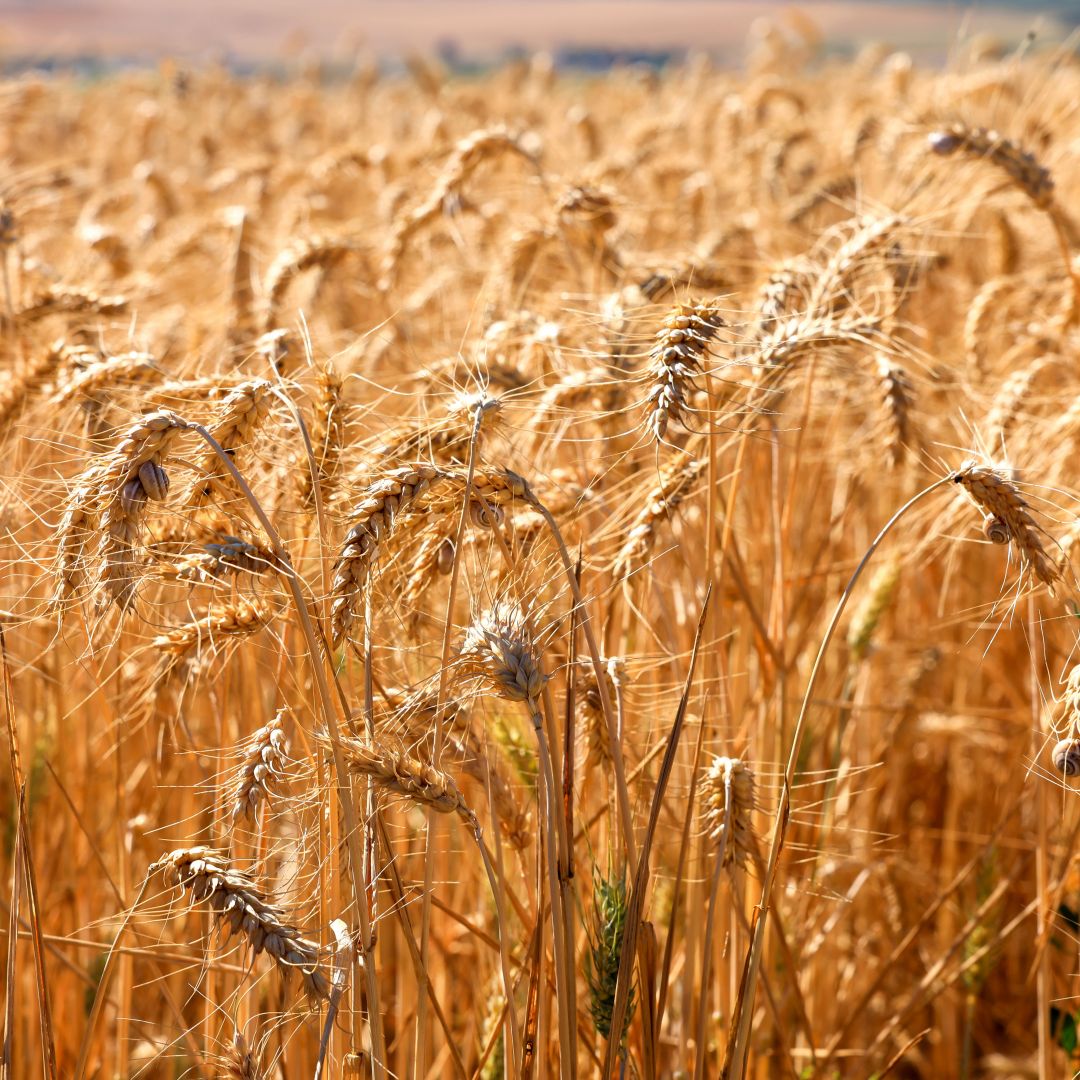 Sunflower and wheat fields in Canakkale, Turkey, on June 25, 2024.
