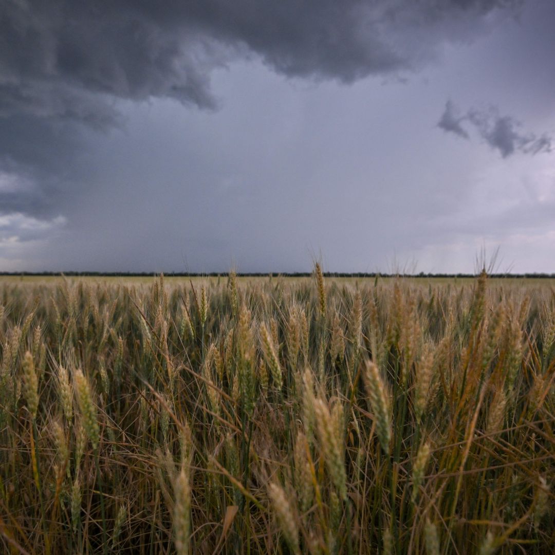 A wheatfield June 14, 2022, outside Melitopol, Ukraine.