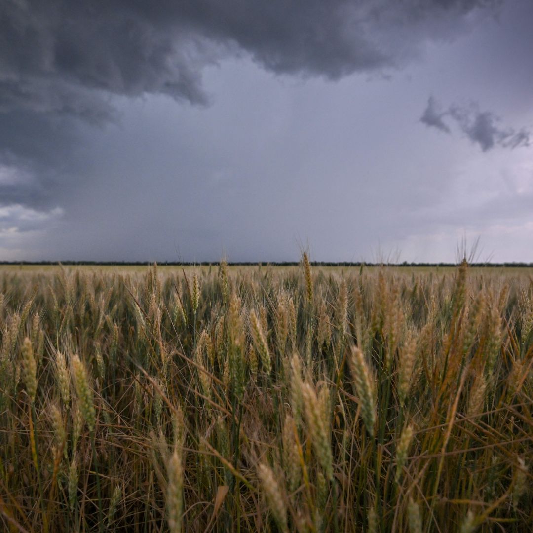 A wheatfield June 14, 2022, outside Melitopol, Ukraine. Under a Russia-Ukraine deal struck July 22, grain shipments are soon to begin from Ukrainian Black Sea ports. A wheatfield June 14, 2022, outside Melitopol, Ukraine.