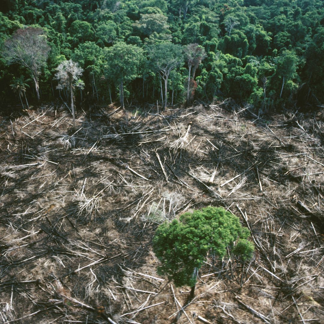 Deforestation in the Amazon rainforest.