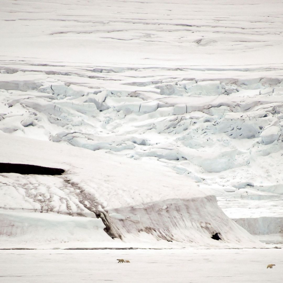 Polar bears in Essen Bay off the coast of Zemlya Georga -- an island in the Franz Josef Land archipelago -- on August 22, 2021.